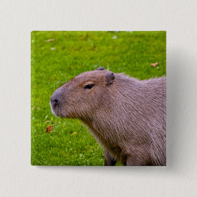 Bóton Quadrado 5.08cm Botão de Capivara (Frente)