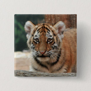 Bóton Quadrado 5.08cm Botão de Filhote de Tigre