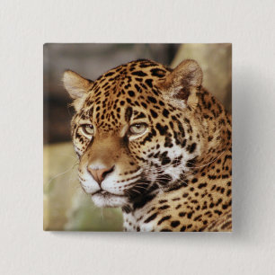 Bóton Quadrado 5.08cm Botão de Jaguar