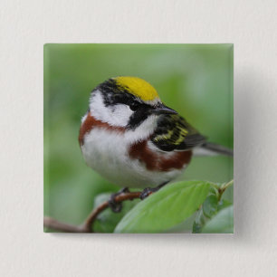 Bóton Quadrado 5.08cm Botão de Warbler Lado-Castanho