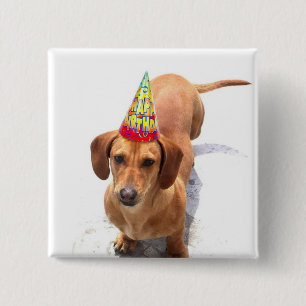 Bóton Quadrado 5.08cm Botão do Dachshund do feliz aniversario