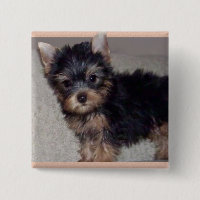 Botão do filhote de cachorro do yorkshire terrier
