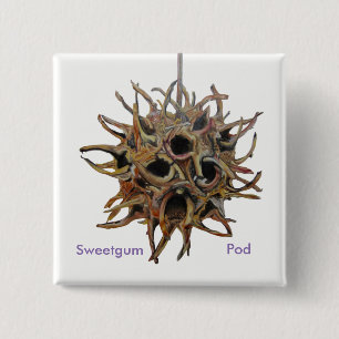 Bóton Quadrado 5.08cm Botão do vagem de Sweetgum