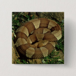 Bóton Quadrado 5.08cm botão largo-unido do pinback do cobra do