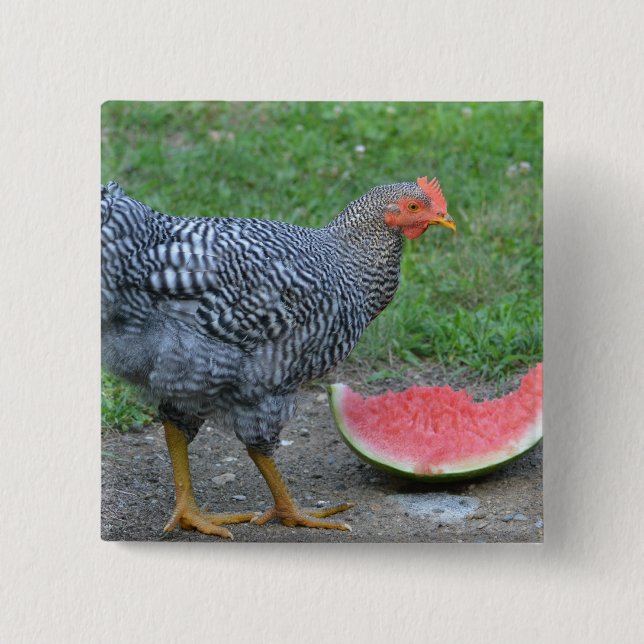 Bóton Quadrado 5.08cm Botão Melancia Frango (Frente)
