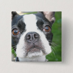 Bóton Quadrado 5.08cm Botão Pup Quadrado de Boston Terrier