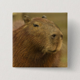 Bóton Quadrado 5.08cm Brasil, Pantanal, Matto Grosso. Capybara