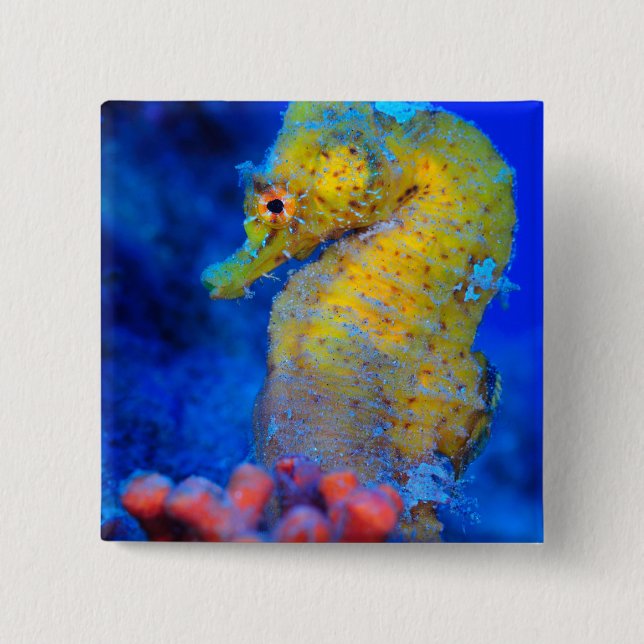 Bóton Quadrado 5.08cm Bright Seacavalo | Hippocampus (Frente)