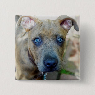 Bóton Quadrado 5.08cm Brindle Pit Bull Puppy por Shirley Taylor