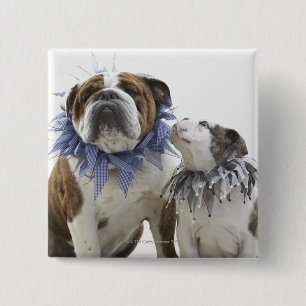 Bóton Quadrado 5.08cm Buldogue britânico e filhote de cachorro que