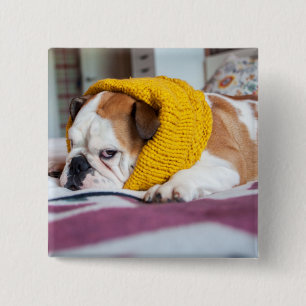 Bóton Quadrado 5.08cm Buldogue inglês das imagens de Getty