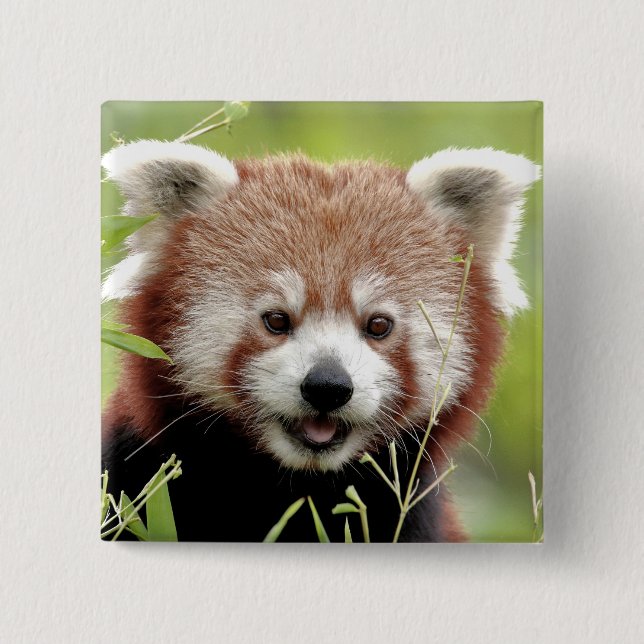 Bóton Quadrado 5.08cm Button Photo Red Panda, animais 0045. (Frente)
