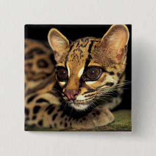 Bóton Quadrado 5.08cm CA, Panamá Central, Soberania NP, Margay 2