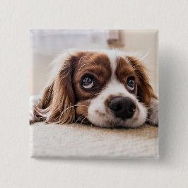 Bóton Quadrado 5.08cm Cachorro Panelado De Olhos Tristes