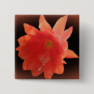 Bóton Quadrado 5.08cm Cacto de orquídea - Epiphyllum Ackermannii - flor