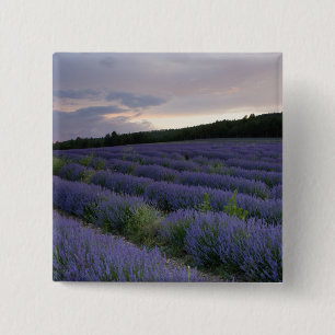 Bóton Quadrado 5.08cm Campo da lavanda no por do sol