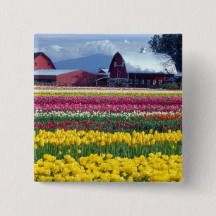 Bóton Quadrado 5.08cm Campo de exibição de tulipas