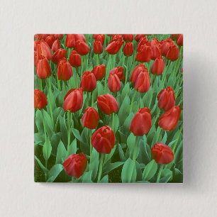 Bóton Quadrado 5.08cm Campo de tulipas floresce na primavera.