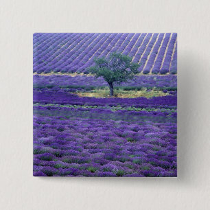 Bóton Quadrado 5.08cm campos de Lavanda, Vence, Provence, França