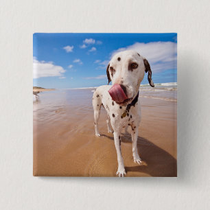 Bóton Quadrado 5.08cm Cão Dalmatian na praia
