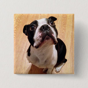 Bóton Quadrado 5.08cm Cão de Boston Terrier
