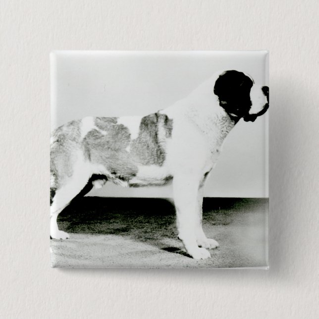 Bóton Quadrado 5.08cm Cão de St Bernard (Frente)