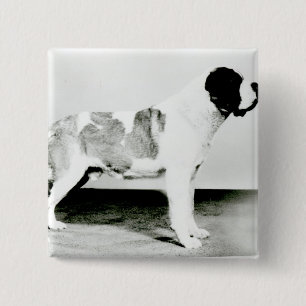Bóton Quadrado 5.08cm Cão de St Bernard