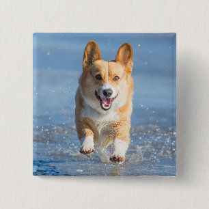 Bóton Quadrado 5.08cm Cão do Corgi de Galês do Pembroke que funciona n