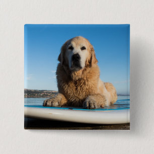Bóton Quadrado 5.08cm Cão do golden retriever que coloca em um conselho