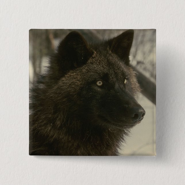 Bóton Quadrado 5.08cm Cão Lobo Negro (Frente)