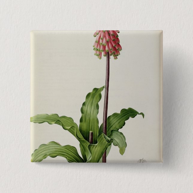 Bóton Quadrado 5.08cm Capensis de Veltheimia, de "Les Liliacees", c.1805 (Frente)