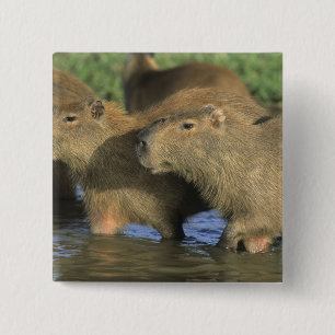 Bóton Quadrado 5.08cm Capivara, Hydrochaeris hydrochaeris), mundo's