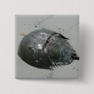 Bóton Quadrado 5.08cm Caranguejo em ferradura