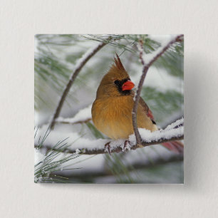 Bóton Quadrado 5.08cm Cardinal-do-norte fêmea em pinheiro nevado,