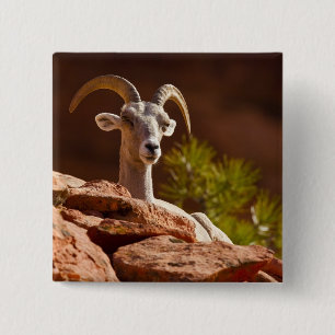 Bóton Quadrado 5.08cm Carneiro Bighorn do deserto (Ovis canadensis nelso