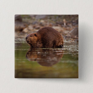 Bóton Quadrado 5.08cm castor, Castor canadensis, vai nadar
