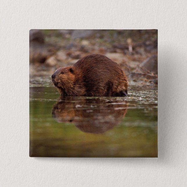 Bóton Quadrado 5.08cm castor, Castor canadensis, vai nadar (Frente)