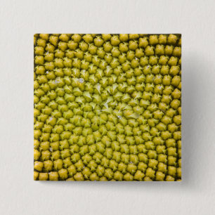 Bóton Quadrado 5.08cm Centro de Girassol gigante (Helianthus annuus)