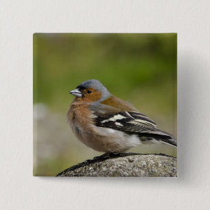 Bóton Quadrado 5.08cm Chaffinch masculino (SELVAGEM: Coelebs do
