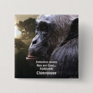 Bóton Quadrado 5.08cm CHIMPANZEE III Botão de EXTINÇÃO da fauna selvagem