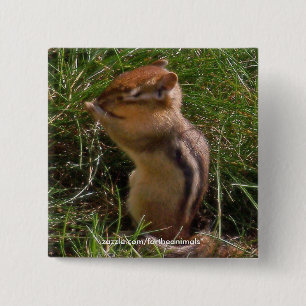 Bóton Quadrado 5.08cm Chipmunk - botão