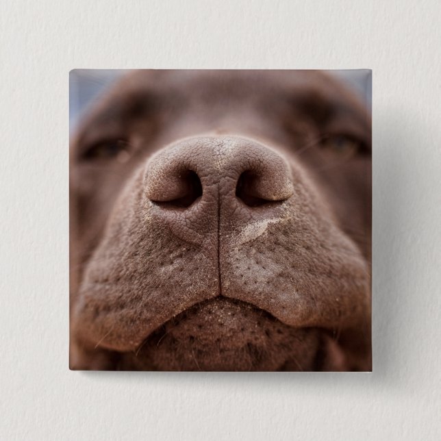 Bóton Quadrado 5.08cm Chocolate Labrador Nose Closeup (Frente)