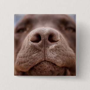 Bóton Quadrado 5.08cm Chocolate Labrador Nose Closeup