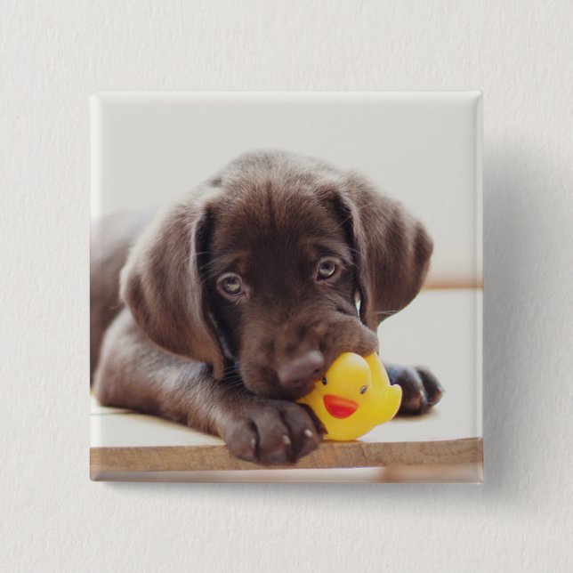Bóton Quadrado 5.08cm Chocolate Labrador Puppy Com Pato De Brinquedo (Frente)