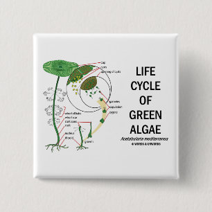 Bóton Quadrado 5.08cm Ciclo de vida de algas verdes
