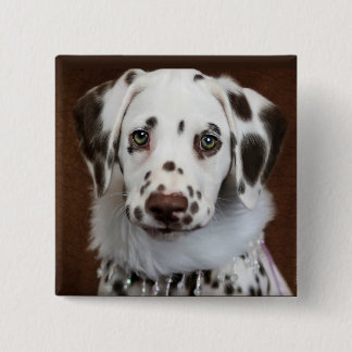 Bóton Quadrado 5.08cm Cinnabon Dalmatian