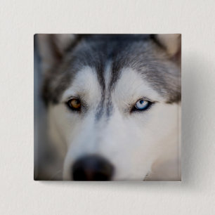Bóton Quadrado 5.08cm Closeup Stoic Gaze de um Alasca Malamute