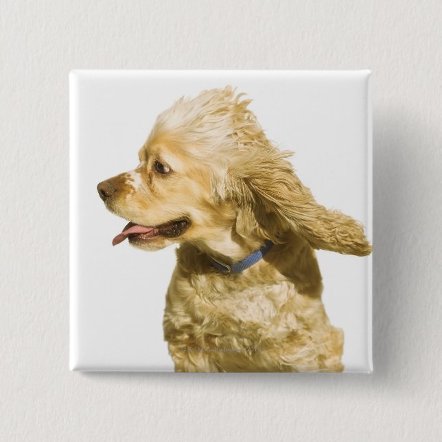 Bóton Quadrado 5.08cm Cocker Spaniel (Frente)