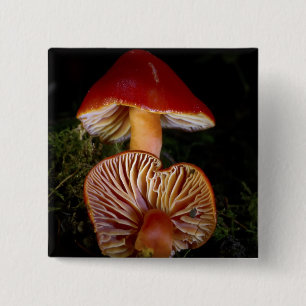 Bóton Quadrado 5.08cm Cogumelo de Waxcap