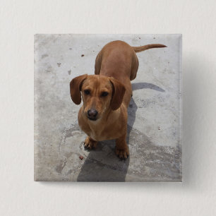 Bóton Quadrado 5.08cm Coleção bonito do Dachshund